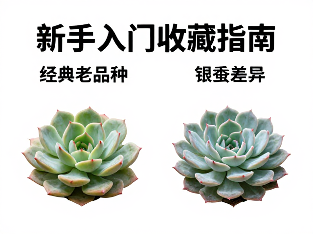 新手入门收藏指南，经典老品种与银蚕的多肉养护差异