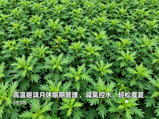高温超35度姬胧月休眠期管理，减氮控水，轻松度夏