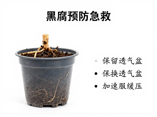 黑腐预防与急救，保留健康主根，换透气盆加速服盆缓压