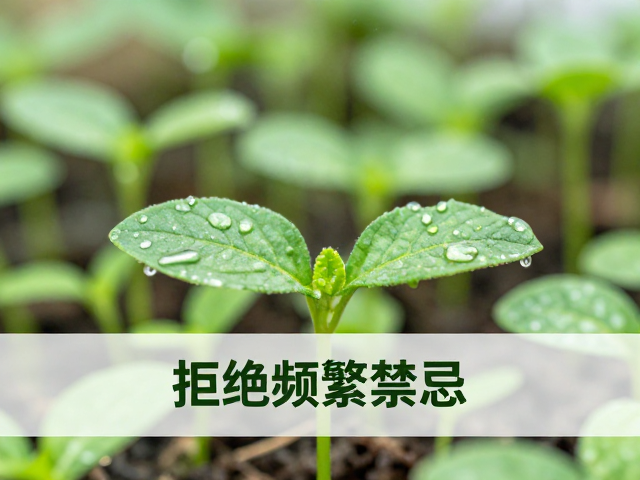 叶插苗缓苗禁忌，拒绝频繁拔苗，远离密闭环境暴晒