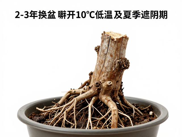 避开10℃低温:根系休眠与冻害防护