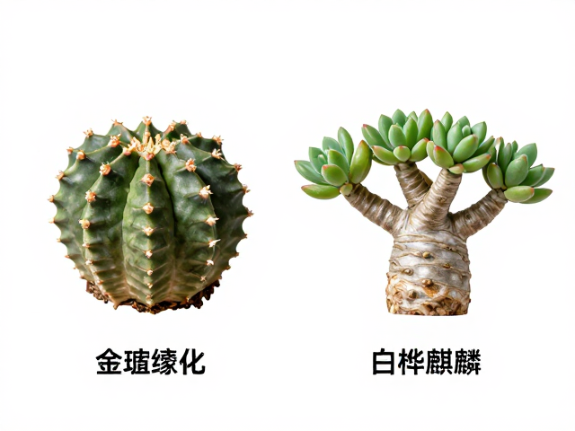 金琥缀化还是白桦麒麟？块根型多肉品种科属大科普