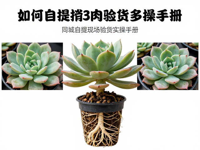叶片状态与根系健康的关键细节