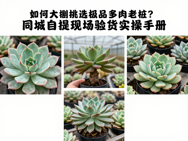 如何在大棚挑选极品多肉老桩？同城自提现场验货实操手册