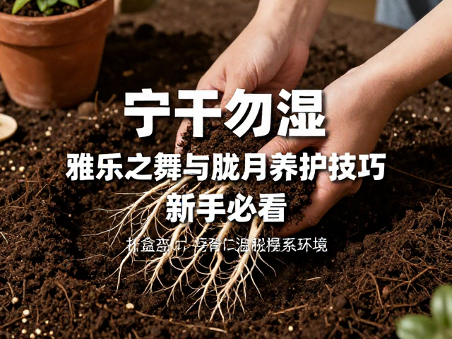 土壤配置与换盆：打造透气根系环境