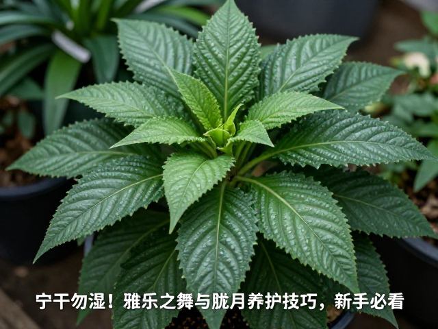 光照与温度：构建健壮株型的环境基础