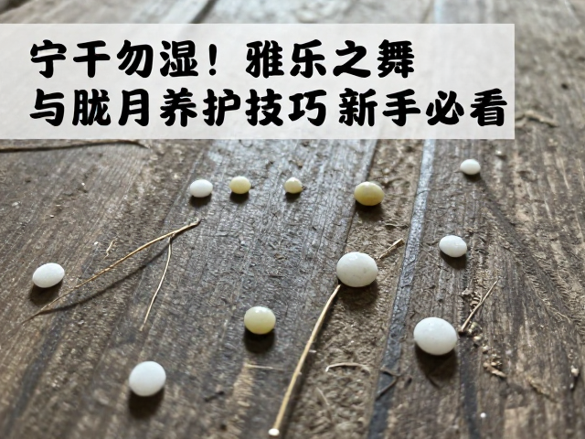常见病害防治与日常维护细节