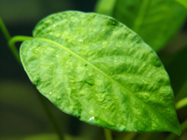 维持水质稳定与生态平衡的长期策略