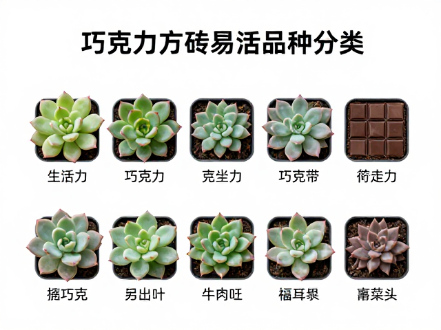 巧克力方砖易活品种分类与特性