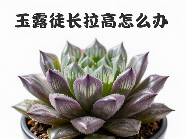 玉露徒长拉高怎么办？看叶形厚薄辨品种，紫色系中型株型养护指南
