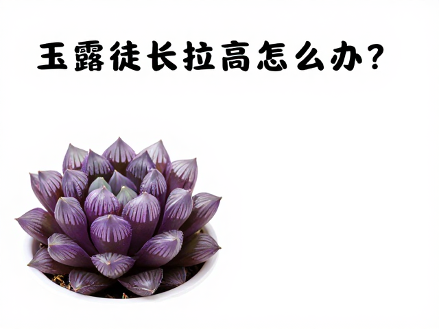紫色系中型株型的形态特征与生理需求