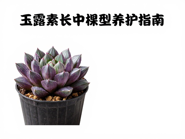 应对徒长的植料配比与根系管理