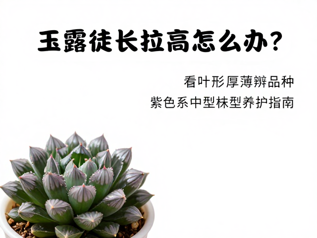 光照调控与水分管理策略