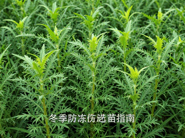 叶间距短带来的生理优势
