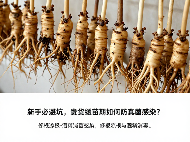 晾根过程中的环境控制与时长判断