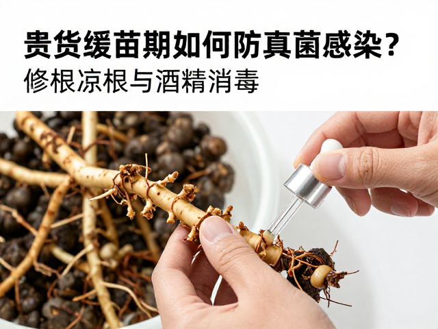 修根操作的标准与酒精消毒的关键细节
