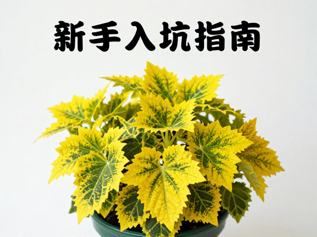 常见问题识别与日常维护