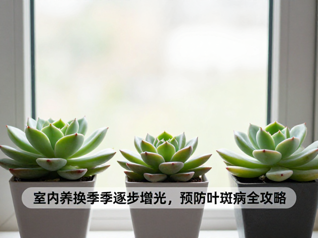 换季期间逐步增加光照强度