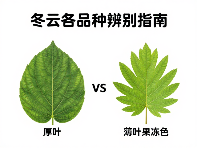养护环境对品种表现的影响