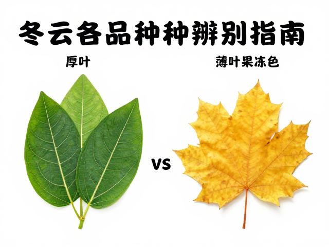 果冻色表现的成因与视觉区别