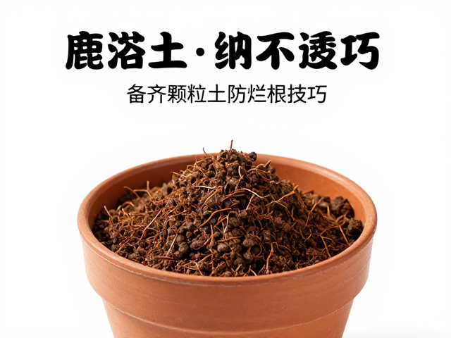 换盆操作与缓苗期的关键养护细节
