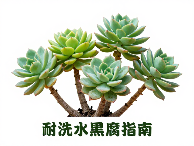 耐浇水品种的水分调控与黑腐预防