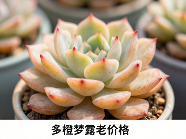 通风环境与病虫害防治
