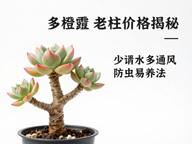 多肉橙梦露老桩价格揭秘，少浇水多通风防虫易养法