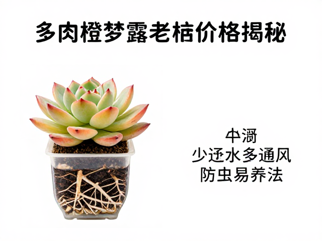 控水策略与根系养护逻辑