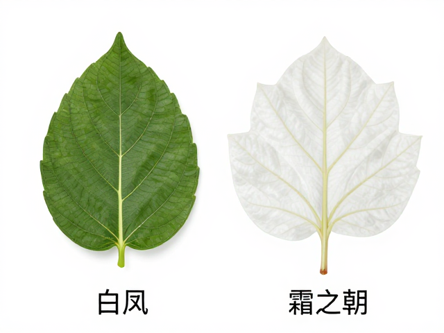 品种变异与自然演化中的稳定性