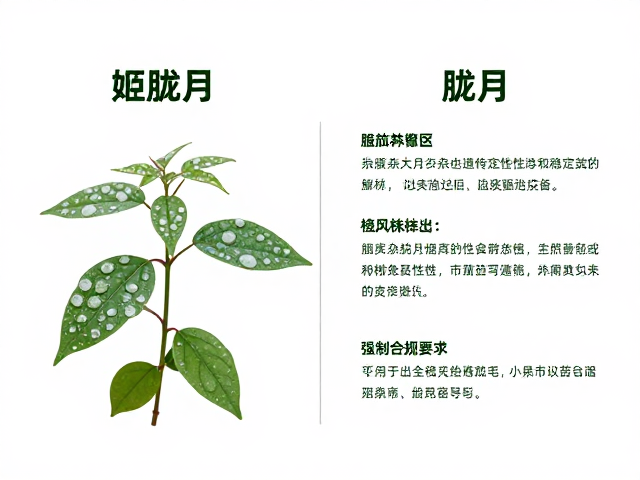 杂交苗不稳定？姬胧月与胧月株型对比，叶面粉霜与通风养护指南