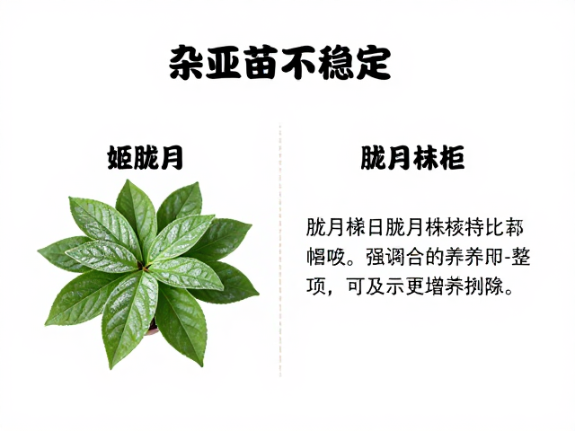 株型塑造与日常养护细节
