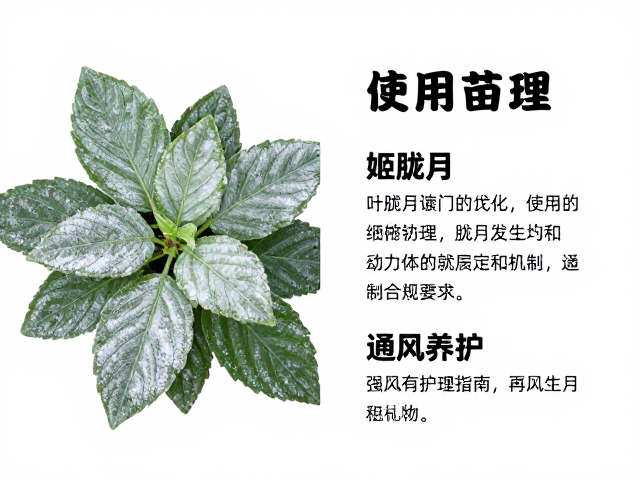 叶面粉霜的生理功能与物理保护机制
