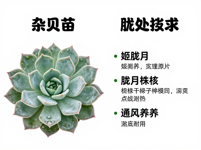 通风环境对多肉植物代谢的影响