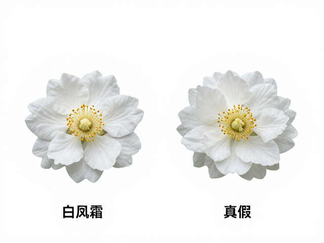 参考开花特征辨真伪，白凤霜之朝对比，日本品种药锦识别指南