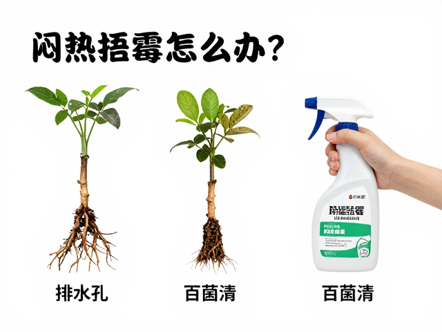 闷热捂霉怎么办？除菌保根步骤，检查排水孔、晾根与百菌清喷洒