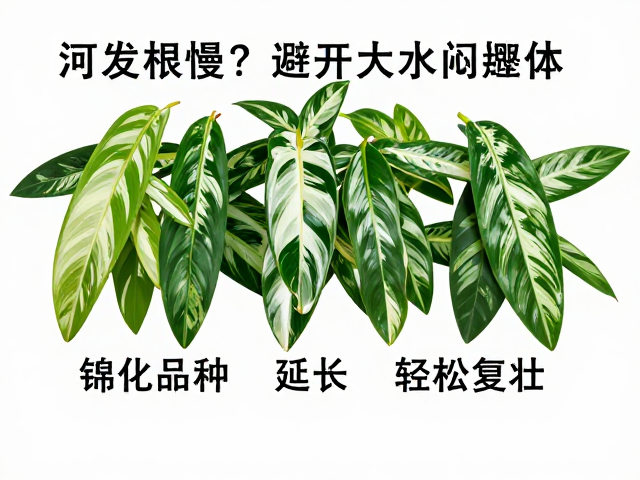 延长缓苗期的科学策略
