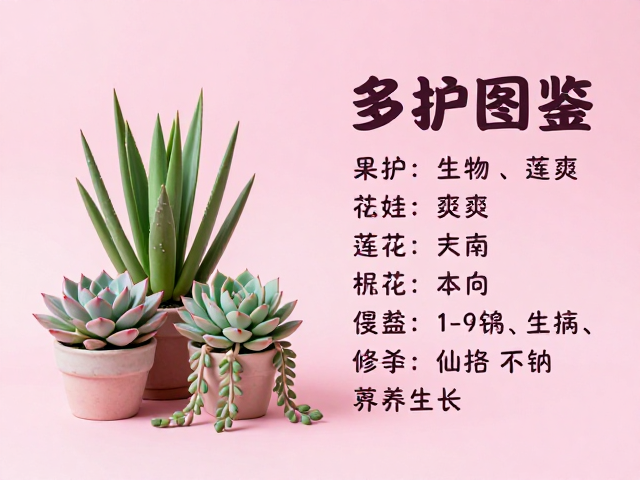 剑形叶多肉的挺拔姿态与养护要点