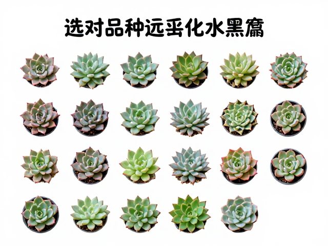 北方干燥气候的品种筛选策略