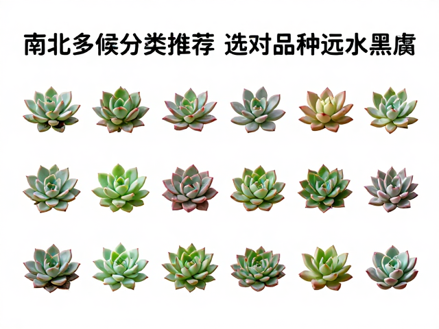 南北气候差异大？新手多肉分类推荐，选对品种远离化水黑腐