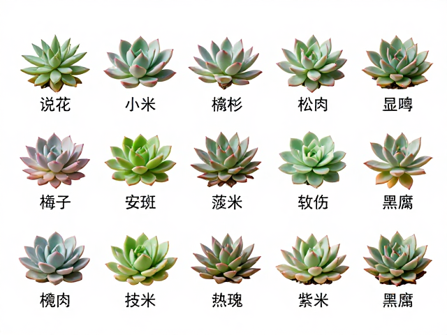南方高湿气候的品种筛选策略