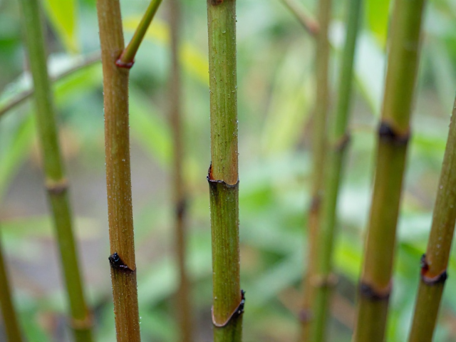 茎秆黑腐的早期识别与应急处理