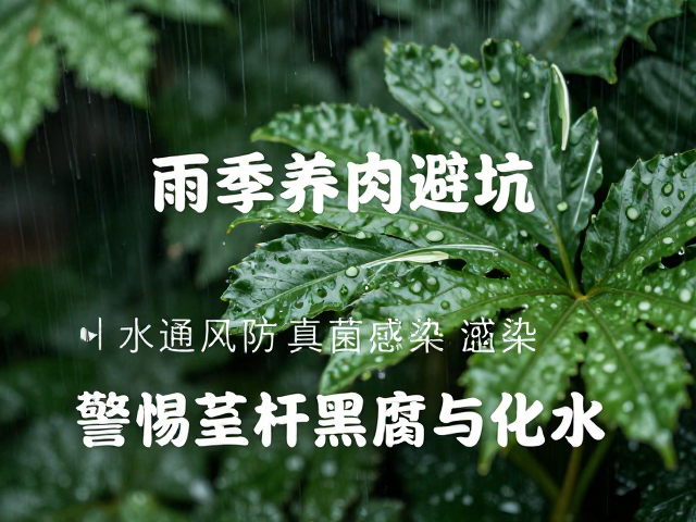 化水现象的成因辨析与水分管理