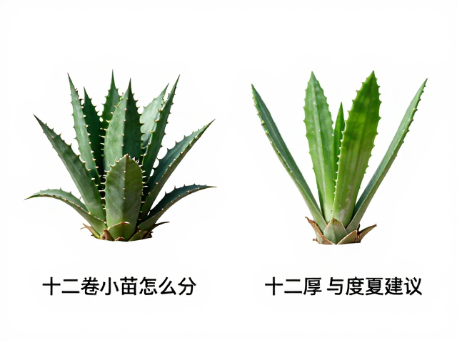 十二卷小苗分株的核心逻辑与操作时机