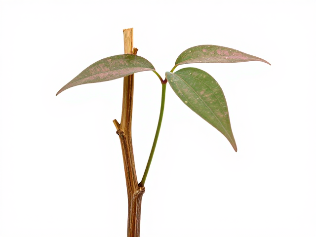 茎干木质化是法师状态的核心指标