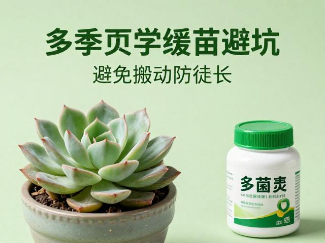 避免搬动与光照管理的防徒长策略