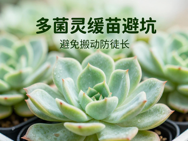 多菌灵的使用误区与保温隔离法