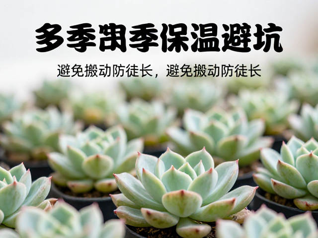 多肉冬季缓苗避坑，避免搬动防徒长，多菌灵保温指南