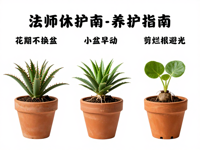 法师养护指南，花期不换盆，小盆早动，剪烂根避光