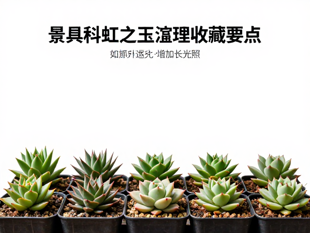 光照过渡:循序渐进的防徒长策略